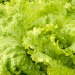 レタス 野菜
